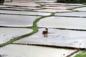 Stok Pupuk Subsidi Langka, Petani Terancam Gagal Panen di Akhir 2024