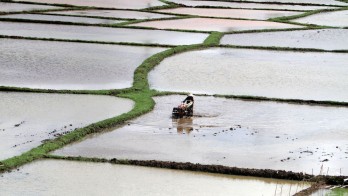 Stok Pupuk Subsidi Langka, Petani Terancam Gagal Panen di Akhir 2024