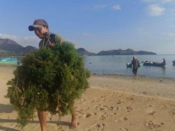 Jelajah Ekonomi Hijau : Investasi Rumput Laut di Sumbawa Barat Masih Terbuka Lebar