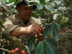 Dampingi Petani Kopi, Pupuk Kujang Raih Penghargaan di tingkat Asia