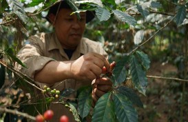 Dampingi Petani Kopi, Pupuk Kujang Raih Penghargaan di tingkat Asia