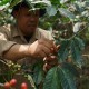 Dampingi Petani Kopi, Pupuk Kujang Raih Penghargaan di tingkat Asia