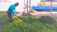 Jelajah Ekonomi Hijau: Petani Rumput Laut Berharap Kenaikan Harga