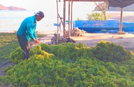 Jelajah Ekonomi Hijau: Petani Rumput Laut Berharap Kenaikan Harga