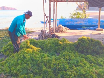 Jelajah Ekonomi Hijau: Petani Rumput Laut Berharap Kenaikan Harga