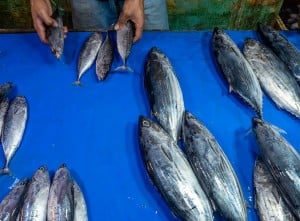 Penjualan Ikan di Palu Menurun Akibat Pengunaan Boraks Atau Formalin