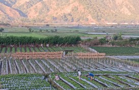 Jelajah Ekonomi Hijau: Wisata Petik Strawberry di Sembalun Beri Nilai Tambah Bagi Petani