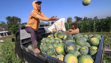 Ini Efek Positif dan Negatif Makan Buah Semangka untuk Tubuh