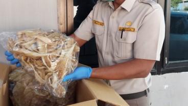 Sebanyak 9,7 Ribu Kg Gelembung Renang Ikan Asal Sumsel Dikirim Hingga Pulau Jawa