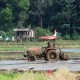 Produksi Padi Kian Melorot, RI Was-Was Dampak Konversi Lahan