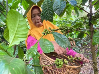 KOMODITAS PERKEBUNAN : Bank Sumsel Babel Perkokoh Daya Saing UMKM Kopi