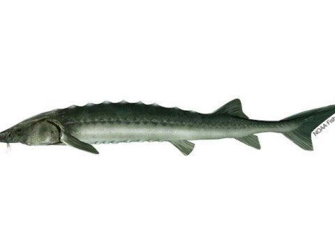 Ikan sturgeon Sakhalin, salah satu dari spesies ikan paling langka di dunia/fisheries.noaa.gov