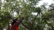 Pemkab Sumedang Tuntaskan Persoalan Kontinuitas Produksi Mangga Gedong Gincu