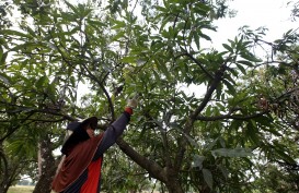 Pemkab Sumedang Tuntaskan Persoalan Kontinuitas Produksi Mangga Gedong Gincu