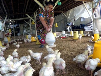 Peternak Ayam Didorong Gunakan Pakan Mandiri untuk Tekan Biaya