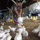 Peternak Ayam Didorong Gunakan Pakan Mandiri untuk Tekan Biaya