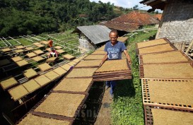 Pemkab Sumedang Bakal Bangun Laboratorium Tembakau