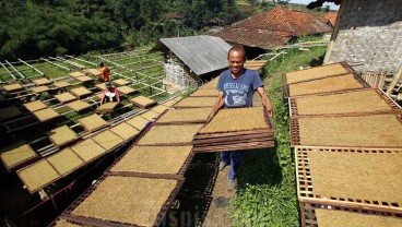 Pemkab Sumedang Bakal Bangun Laboratorium Tembakau