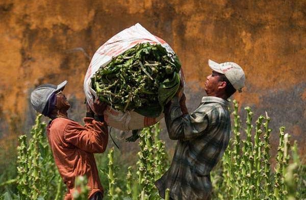 Tembakau Besuki Bernilai Jual Tinggi