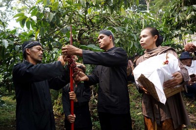 Tradisi Wiwit Kopi di Jombang Jawa Timur Digelar Untuk Menyambut Masa Panen Kopi