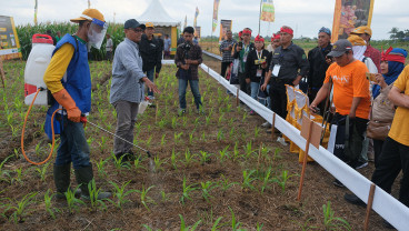 Memperkenalkan Jagung Bioteknologi Kepada Petani