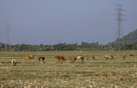 Lahan Sawah di Pesisir Selatan Sumbar Mengering Akibat Dilanda Cuaca Panas