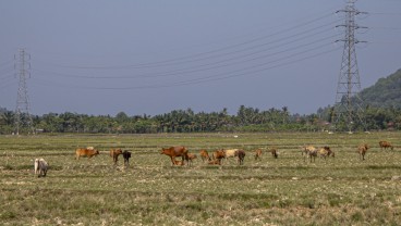 Lahan Sawah di Pesisir Selatan Sumbar Mengering Akibat Dilanda Cuaca Panas