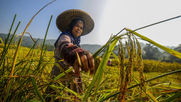 Panen Raya Padi Masyarakat Adat Kasepuhan Citorek