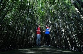 PHR Kurangi Emisi Karbon Lewat Konservasi Mangrove di Bandar Bakau Dumai