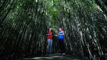 PHR Kurangi Emisi Karbon Lewat Konservasi Mangrove di Bandar Bakau Dumai