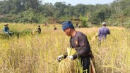 Petani Adat di Lebak Banten Panen Padi Lokal