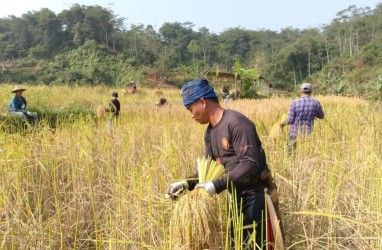 Petani Adat di Lebak Banten Panen Padi Lokal