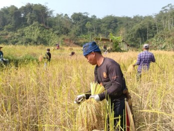 Petani Adat di Lebak Banten Panen Padi Lokal