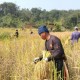 Petani Adat di Lebak Banten Panen Padi Lokal