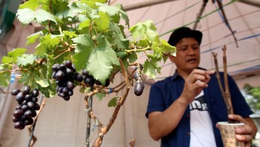 Manfaatkan Sosmed, Keboen Anggur Cangiri di Kabupaten Bandung Sukses Kembangkan Agrowisata