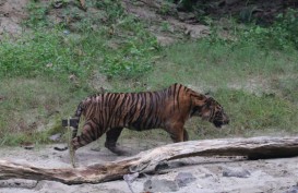 Lagi, Harimau Sumatra Mati Terkena Jerat Babi