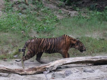 Lagi, Harimau Sumatra Mati Terkena Jerat Babi