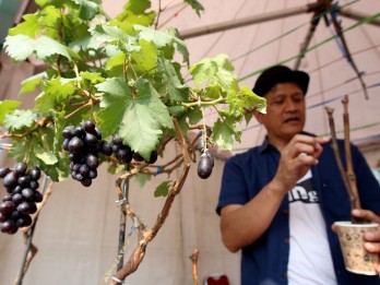 AGROWISATA ANGGUR : Dari Ukraina menuju Ciparay