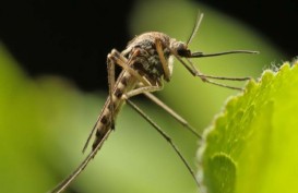 Virus Oropouche Tak Berpotensi Jadi Pandemi, Tapi Harus Tetap Waspada!