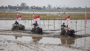 Lomba Balap Traktor di Indramayu