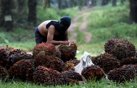 Harga TBS Sawit Sumut Sentuh Rp3.038,13 per Kg