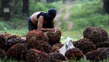 Harga TBS Sawit Sumut Sentuh Rp3.038,13 per Kg