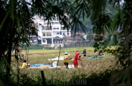 Dua Wilayah Pertanian di Sumbar Terdampak Cuaca Panas