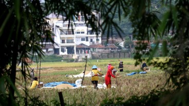 Dua Wilayah Pertanian di Sumbar Terdampak Cuaca Panas