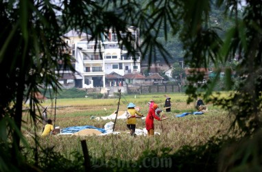 Dua Wilayah Pertanian di Sumbar Terdampak Cuaca Panas