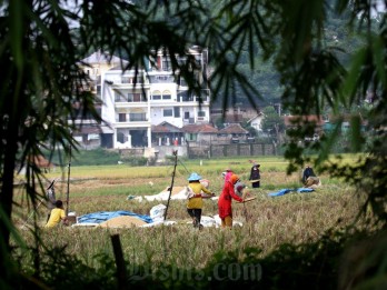 Dua Wilayah Pertanian di Sumbar Terdampak Cuaca Panas