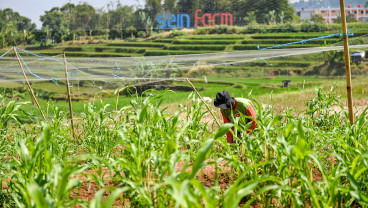 Pusat Pengembangan Sorgum di Indonesia
