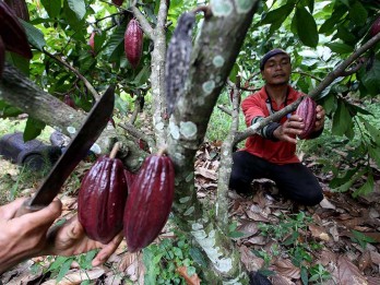 Jembrana Perluas Area Tanam Kelapa Genjah dan Kakao