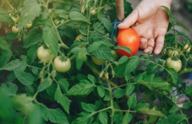 Panen Bawang Merah Jadi Penyumbang Deflasi di DIY