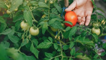 Panen Bawang Merah Jadi Penyumbang Deflasi di DIY